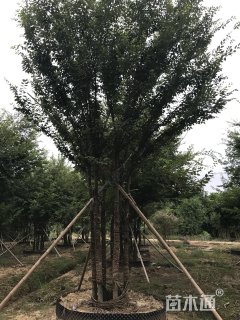9公分丛生榉树