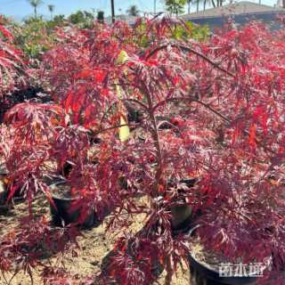 20公分日本红枫