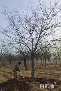 18公分朴树
