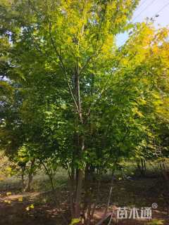 高度600厘米丛生美国红枫