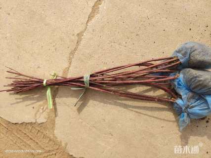高度60厘米红瑞木