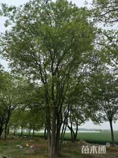 8公分(3杆)丛生朴树