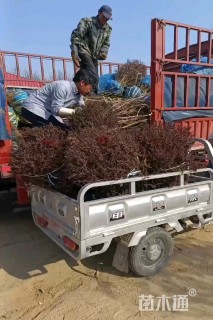 冠幅100厘米紫叶小檗球