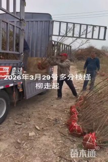 高度200厘米红柳