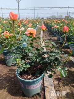 高度35厘米果汁阳台月季