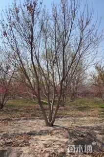 高度500厘米丛生元宝枫