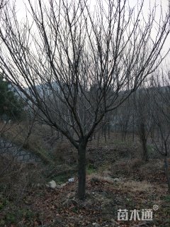 15公分樱花
