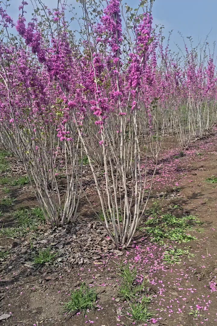 高度180厘米丛生紫荆