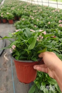 高度20厘米彩星花