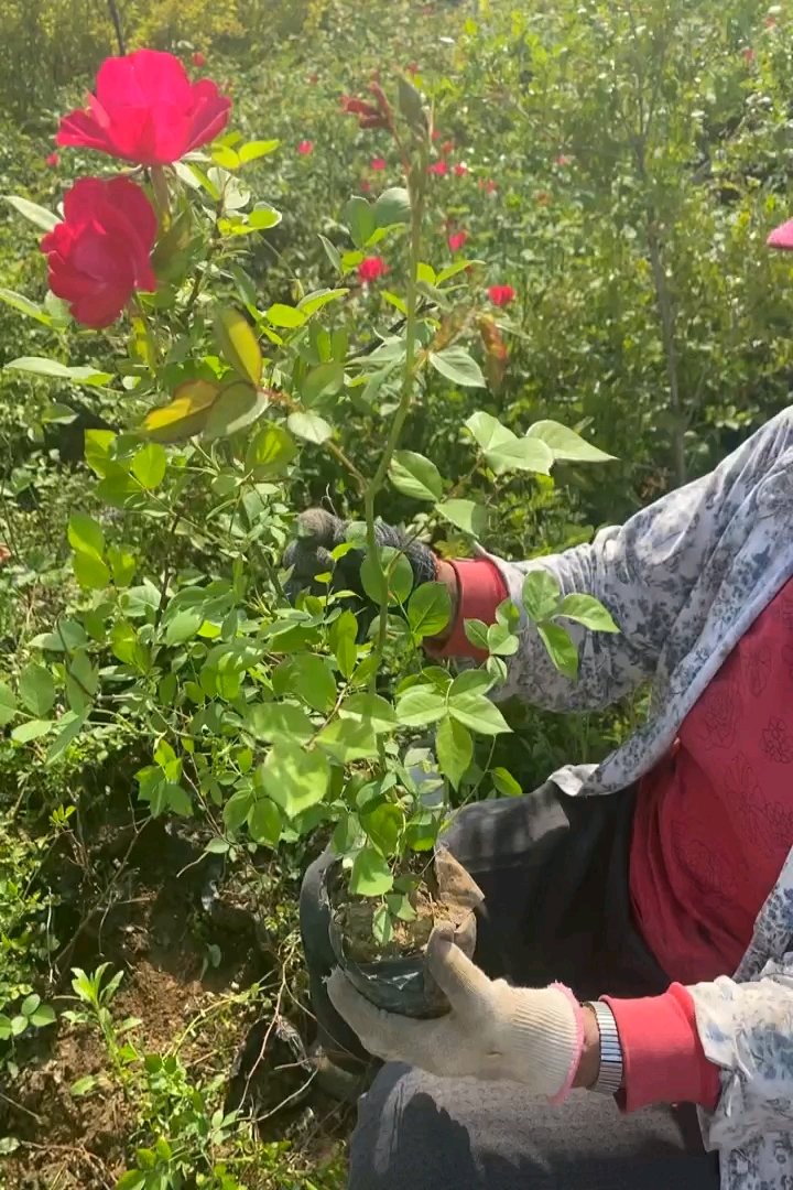 高度50厘米丰花月季