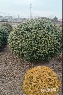 冠幅120厘米无刺枸骨球