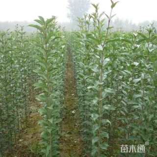 10公分大叶女贞