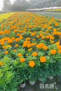 高度20厘米万寿菊