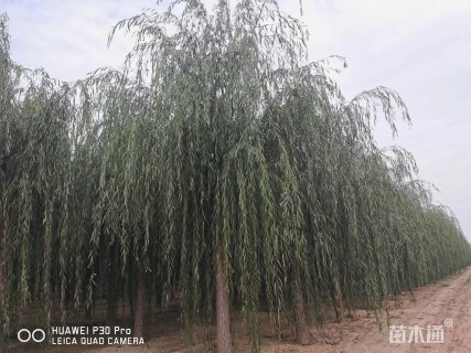 20公分垂柳