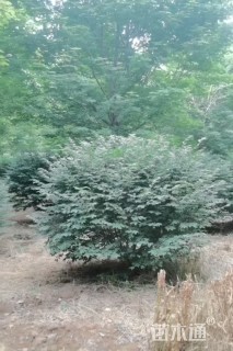 原生苗火焰卫矛球