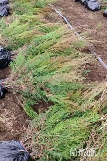 高度30厘米沙地柏