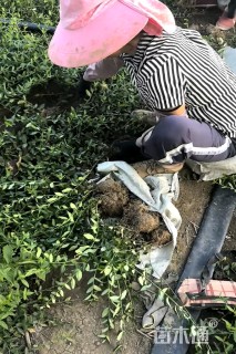 70厘米小叶扶芳藤