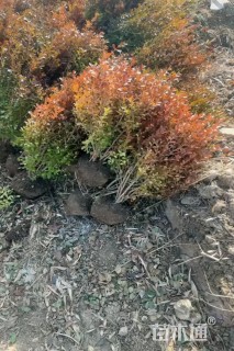 高度70厘米瓜子黄杨