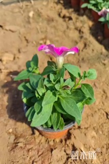 高度10厘米牵牛花