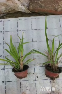 高度30厘米香茅
