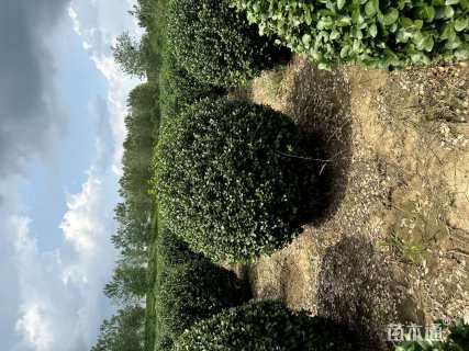 冠幅120厘米卫矛球