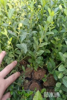 30厘米扶芳藤