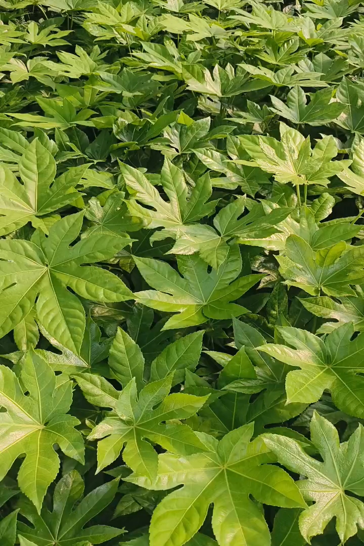 高度30厘米八角金盘