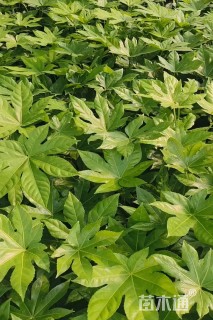 高度30厘米八角金盘