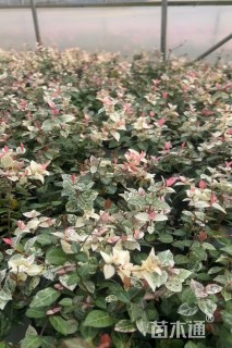 20厘米花叶络石
