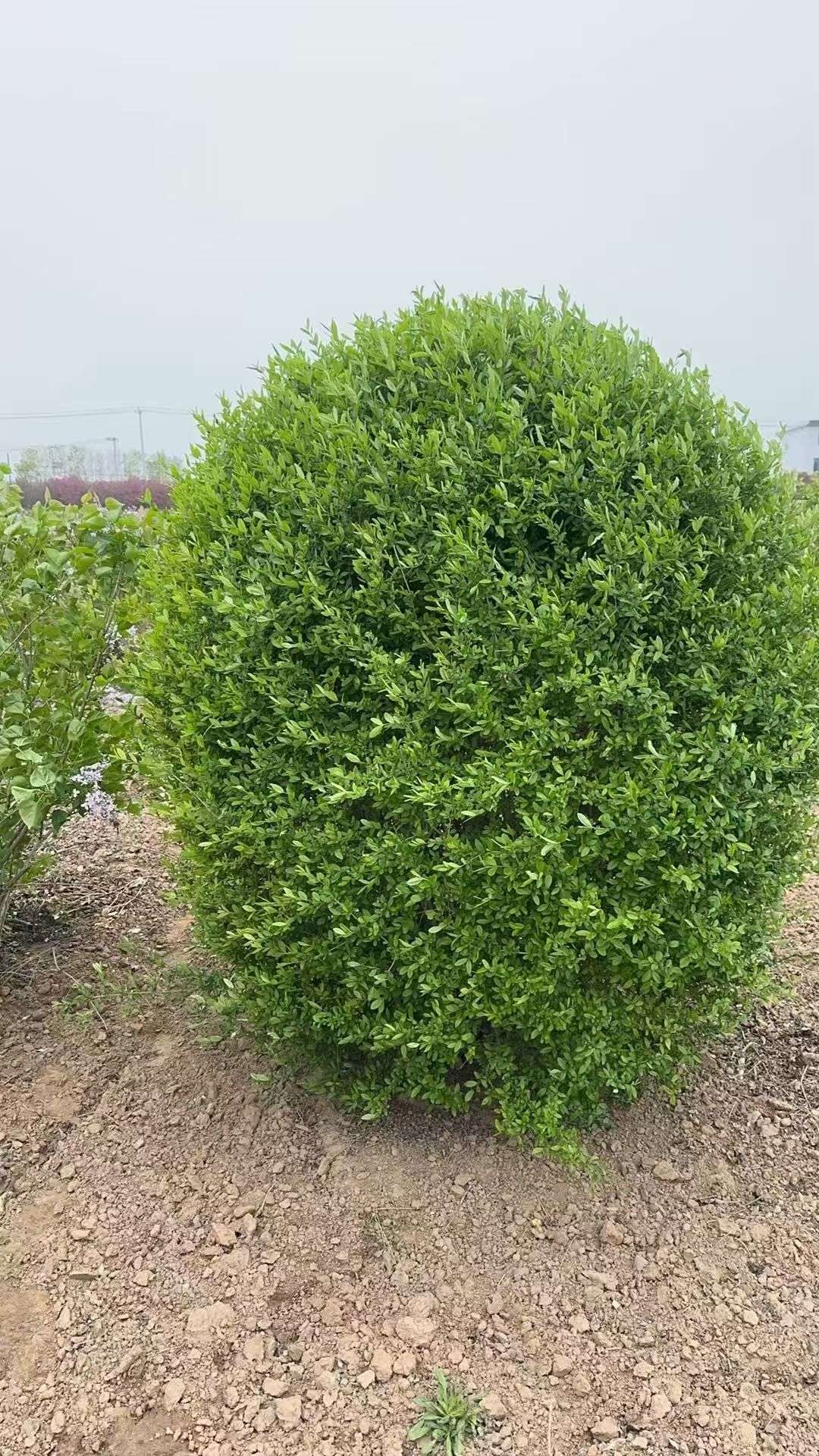 冠幅150厘米水蜡球