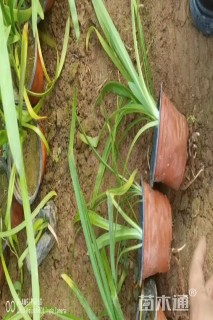 高度30厘米百子莲