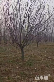 10公分山杏