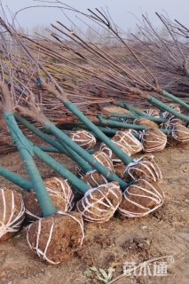 6公分紫叶李