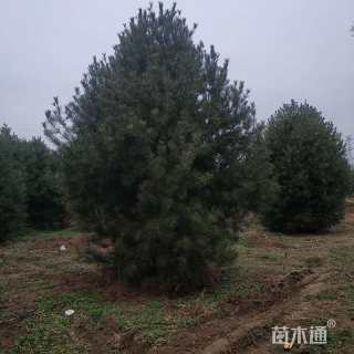 高度1000厘米白皮松