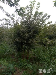 高度400厘米丛生五角枫