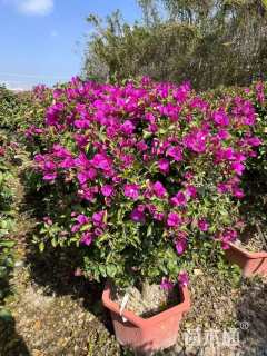 高度90厘米三角梅