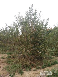 高度500厘米丛生元宝枫
