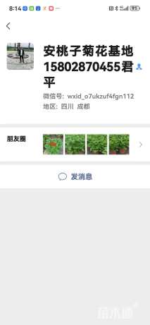 高度15厘米薄荷