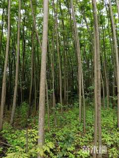 6公分黄山栾树