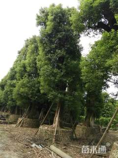60公分香樟