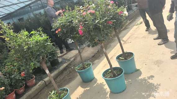高度180厘米月季