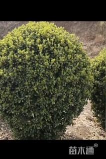 高度40厘米大叶黄杨