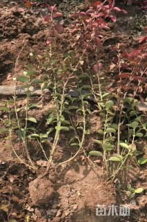 高度40厘米卫矛