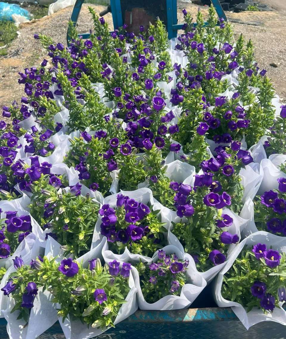 高度20厘米风铃草
