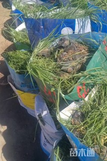 高度40厘米大布尼狼尾草