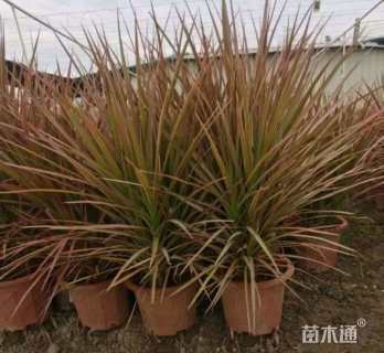 高度30厘米七彩马尾铁
