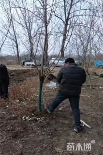 5公分紫叶桃