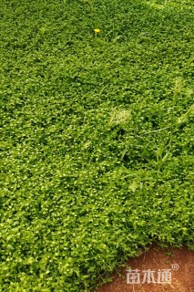 高度10厘米姬岩垂草