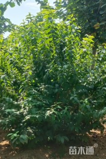 高度180厘米丛生蜡梅
