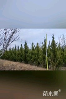 高度80厘米龙柏
